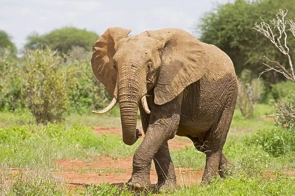 Elephant - Tsavo East National Park Kenya