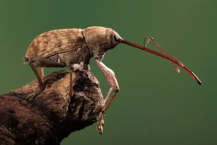 Framed Print : Elephant Weevil Europe Framed Print : Elephant Weevil Europe
