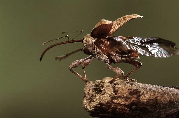 Elephant Weevil - taking off