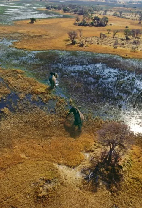 Framed Print : Elephants - aerial view CRH 911 M Crossing flooded plain Okavango, Botswana Loxodonta africana © Chris Harvey / ardea. com Framed Print : Elephants - aerial view CRH 911 M Crossing flooded plain Okavango, Botswana Loxodonta africana © Chris Harvey / ardea. com