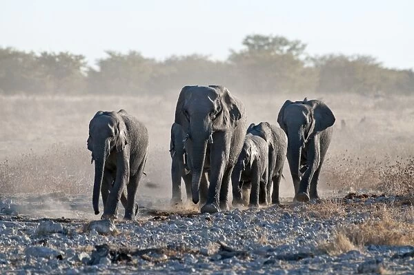Elephants - group approaching water hole - Etosha National Park - Namibia