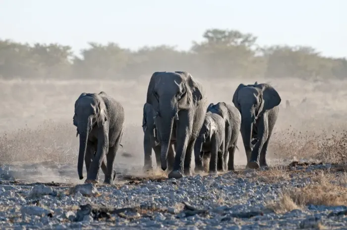 Framed Print : Elephants - group approaching water hole - Etosha National Park - Namibia Framed Print : Elephants - group approaching water hole - Etosha National Park - Namibia
