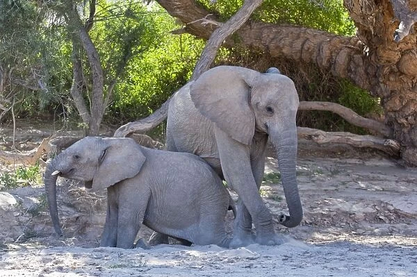 Elephants - young elephants getting up after resting in shade - Namibia