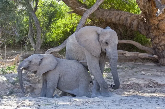 Framed Print : Elephants - young elephants getting up after resting in shade - Namibia Framed Print : Elephants - young elephants getting up after resting in shade - Namibia