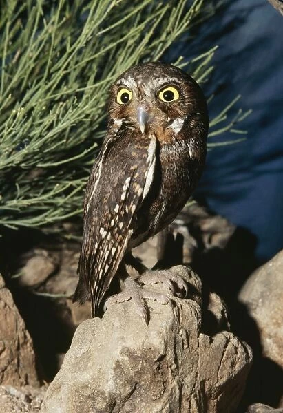 Elf Owl. WW-3154. Elf OWL - rotating, turning head