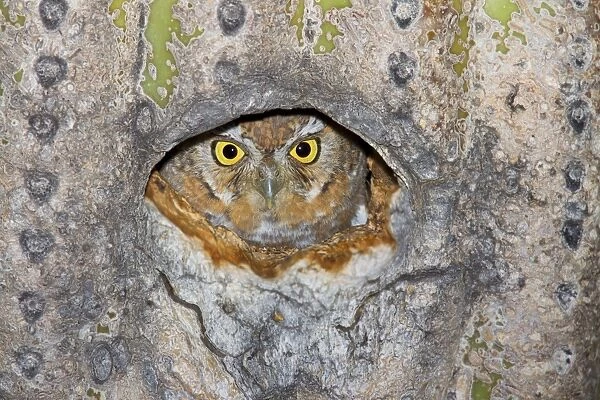 Elf Owl - In nest cavity in saguaro - Carnegiea gigantea Southeast Arizona - March - USA