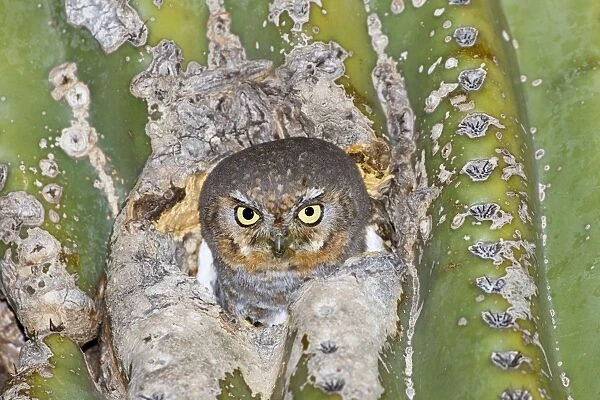 Elf Owl. In nest cavity in saguaro, Carnegiea gigantea. Southeast Arizona in March. USA