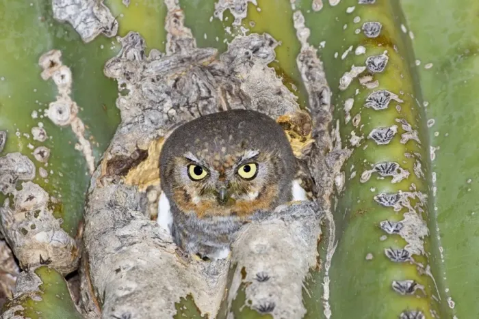 Framed Print : Elf Owl. In nest cavity in saguaro, Carnegiea gigantea. Southeast Arizona in March. USA Framed Print : Elf Owl. In nest cavity in saguaro, Carnegiea gigantea. Southeast Arizona in March. USA