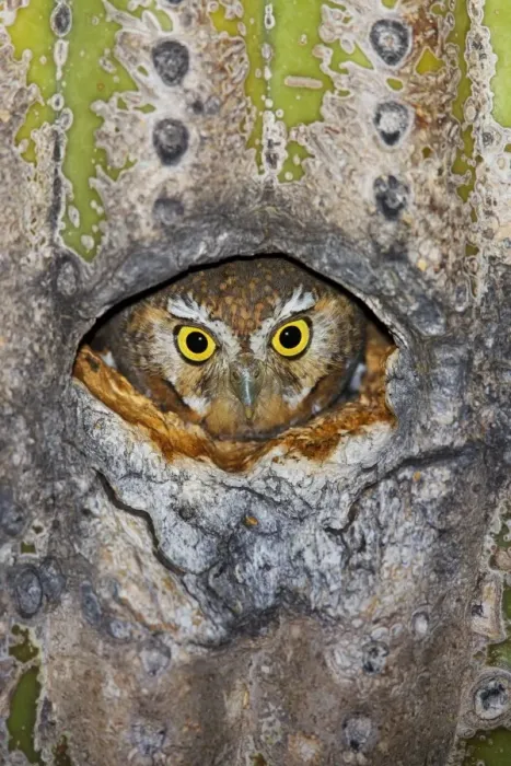 Framed Print : Elf Owl - in nest cavity in Saguaro (Carnegiea gigantea) Southeast Arizona in March. USA Framed Print : Elf Owl - in nest cavity in Saguaro (Carnegiea gigantea) Southeast Arizona in March. USA