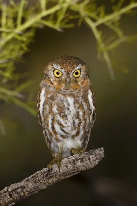 Framed Print : Elf Owl. Outside nest site. Southeast Arizona in March. USA Framed Print : Elf Owl. Outside nest site. Southeast Arizona in March. USA