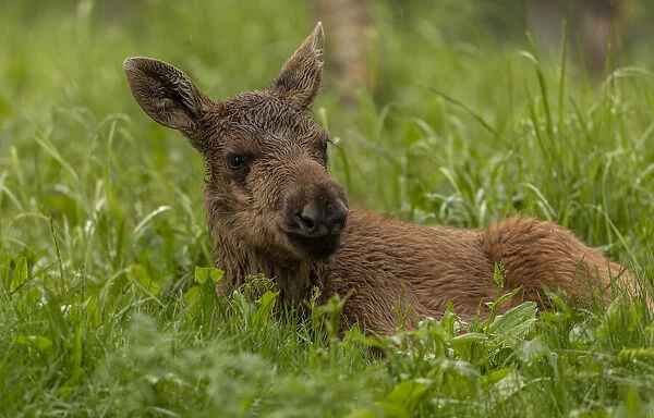 Elk, Alces alces, young calf in woodland clearing, boreal woodland, Sweden. Date: 15-Apr-19