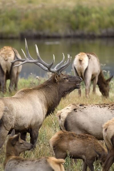 Elk Male calling to round up his females Maddison Valley Yellowstone NP USA