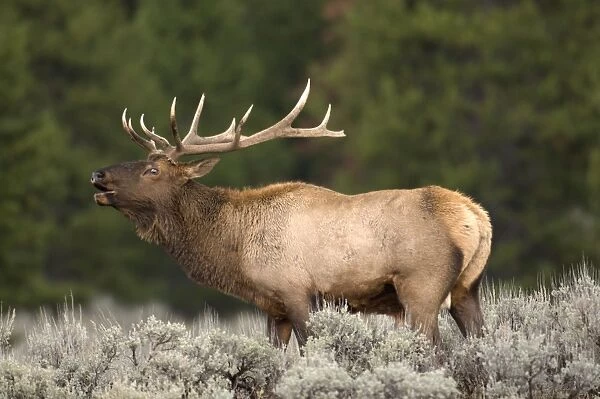Elk Male calling to ward off other males Grand Teton NP USA