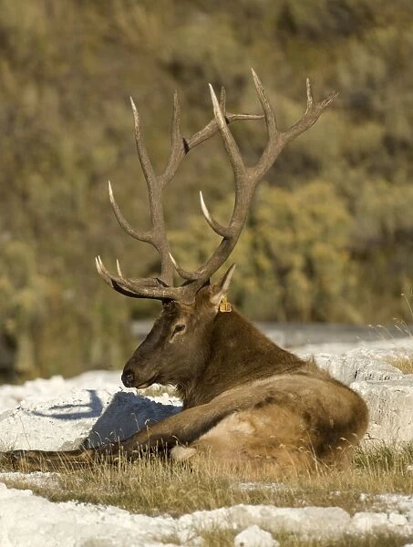Elk Male lying down, Mammoth Hot Springs Yellowstone NP USA