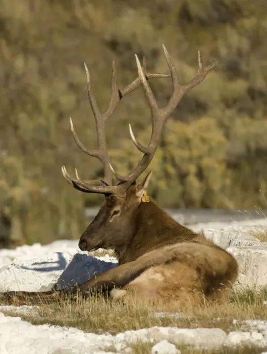 Framed Print : Elk Male lying down, Mammoth Hot Springs Yellowstone NP USA Framed Print : Elk Male lying down, Mammoth Hot Springs Yellowstone NP USA