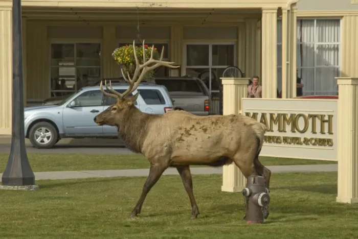 Framed Print : Elk Male walking passed one of the Hotels in Mammoth Hot Springs Yellowstone NP> USA Framed Print : Elk Male walking passed one of the Hotels in Mammoth Hot Springs Yellowstone NP> USA