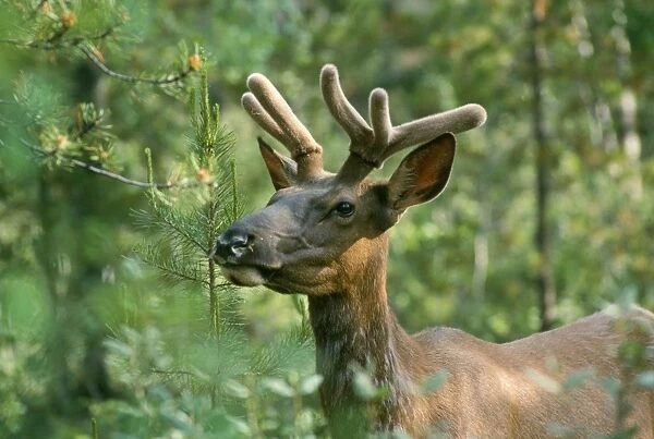 Elk  /  Wapiti - Canada