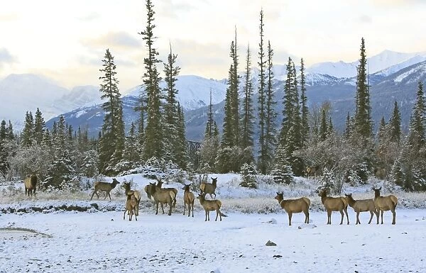 Elk  /  Wapiti - group in snow. Rocky mountains - Jasper national park - Alberta - Canada