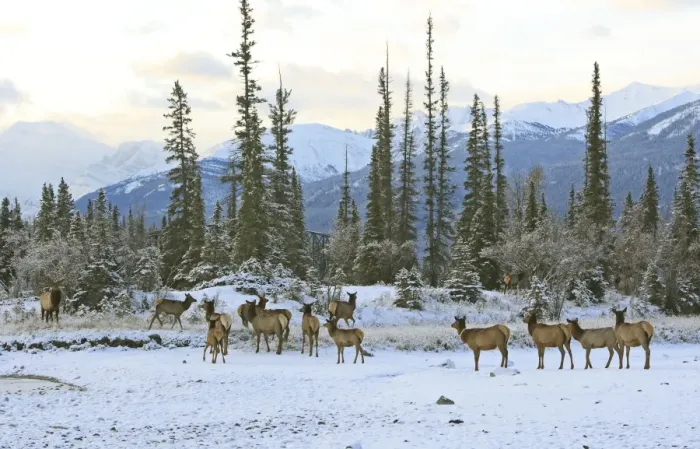 Framed Print : Elk / Wapiti - group in snow. Rocky mountains - Jasper national park - Alberta - Canada Framed Print : Elk / Wapiti - group in snow. Rocky mountains - Jasper national park - Alberta - Canada