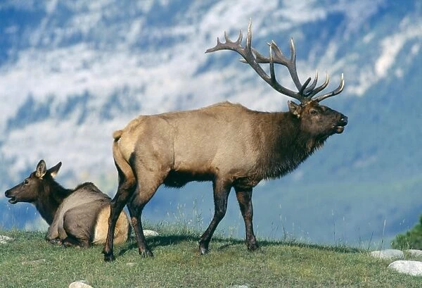 Elk  /  Wapiti Jasper National Park, Canada