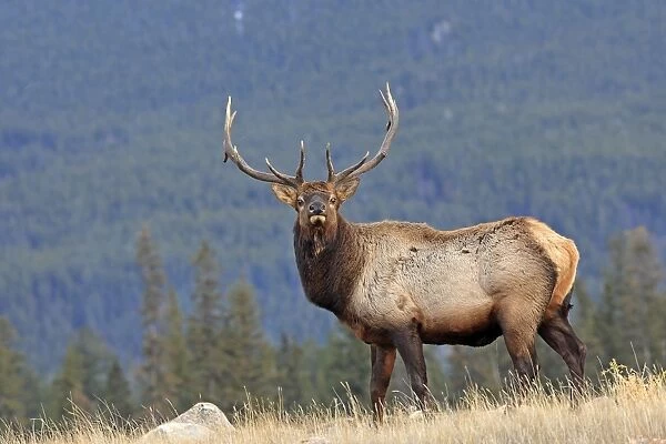 Elk  /  Wapiti. Rocky mountains - Jasper national park - Alberta - Canada