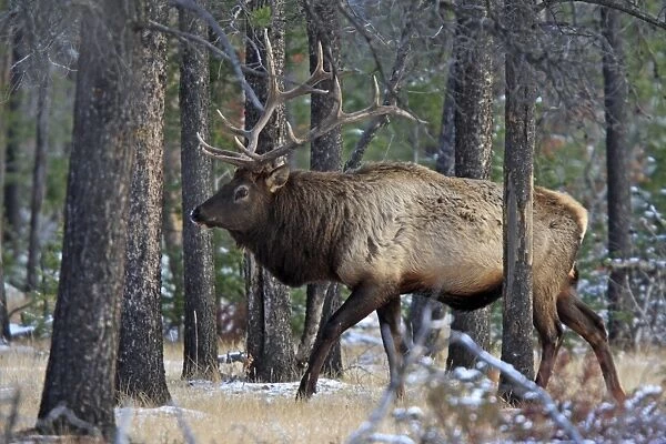 Elk  /  Wapiti - in woodland. Rocky mountains - Jasper national park - Alberta - Canada