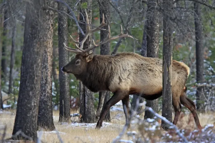 Framed Print : Elk / Wapiti - in woodland. Rocky mountains - Jasper national park - Alberta - Canada Framed Print : Elk / Wapiti - in woodland. Rocky mountains - Jasper national park - Alberta - Canada