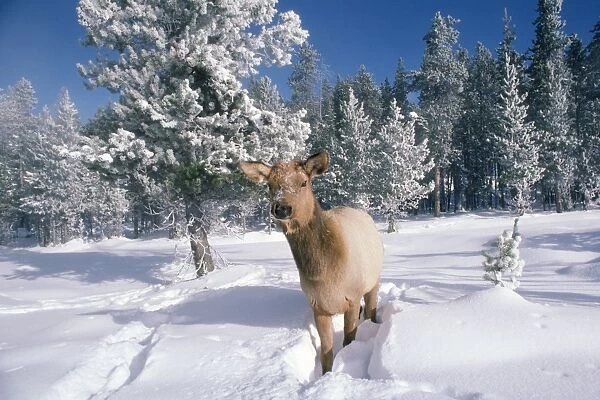 Elk  /  Wapiti Yellowstone National Park, USA
