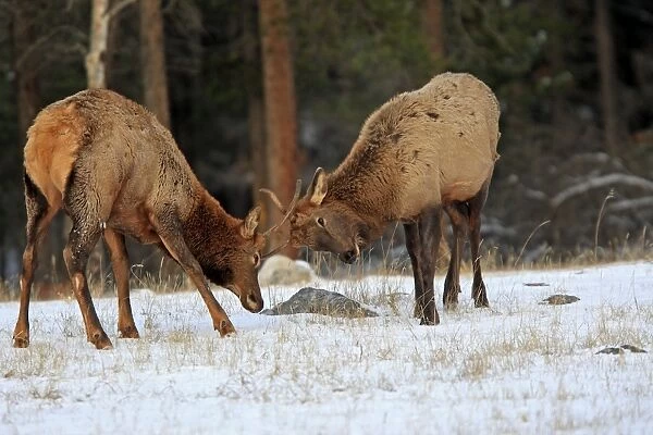 Elk  /  Wapiti - two young males sparring. Rocky mountains - Jasper national park - Alberta - Canada