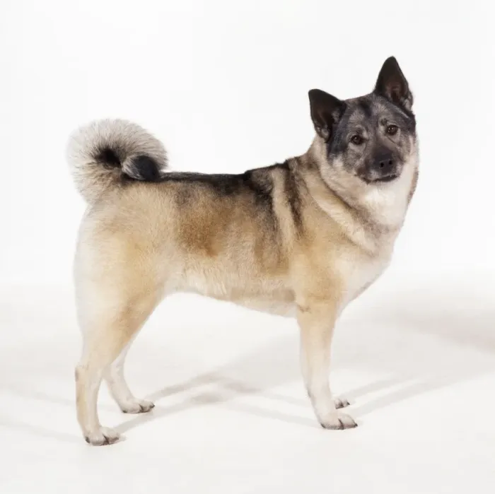 Framed Print : Elkhound Dog Framed Print : Elkhound Dog