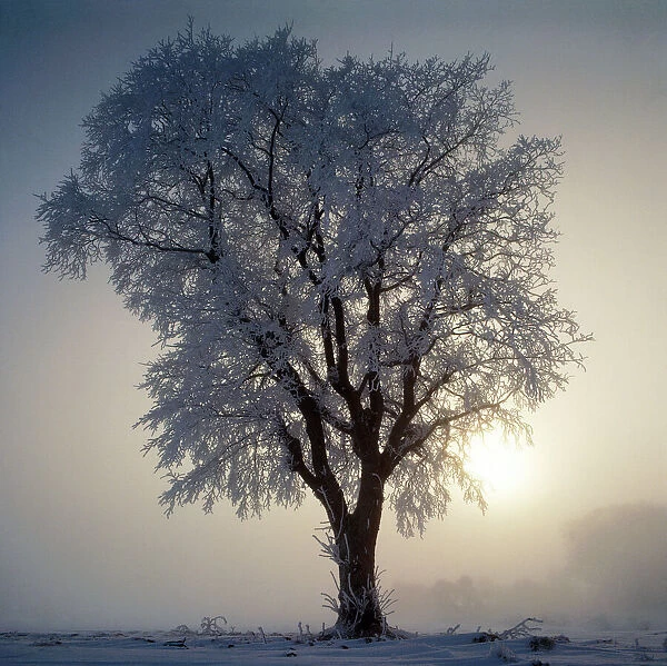 Elm In winter. AL-1457. ELM - in winter. Elm Tree in winter AL 1457