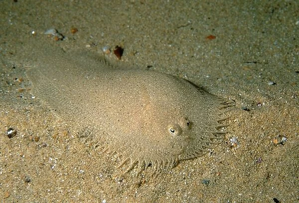 Elongated Flounder, Ammotretis elongatus, a flounder found in shallow coastal bays in southern Australia, Edithburgh, South Australia, Australia, Southern Ocean
