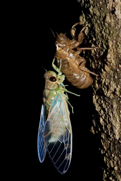 Framed Print : Emerald Cicada - Costa Rica - recently emerged adult showing exoskeleton Framed Print : Emerald Cicada - Costa Rica - recently emerged adult showing exoskeleton