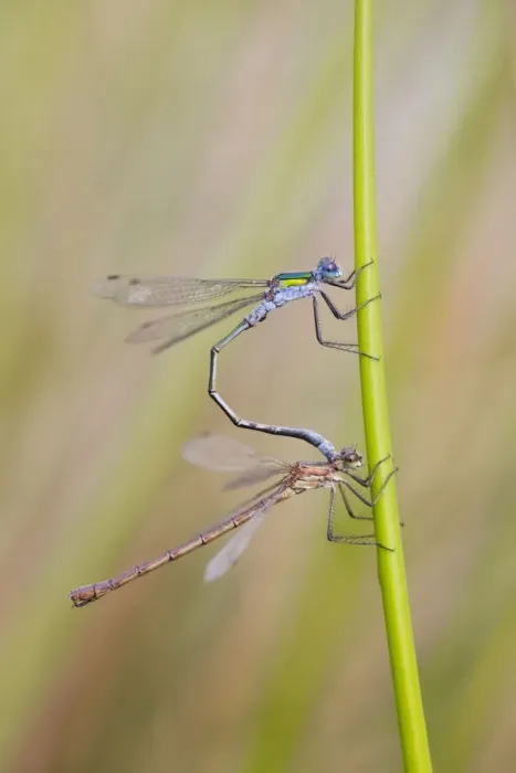 Framed Print : Emerald Damselflies - paired - Cornwall - UK Framed Print : Emerald Damselflies - paired - Cornwall - UK
