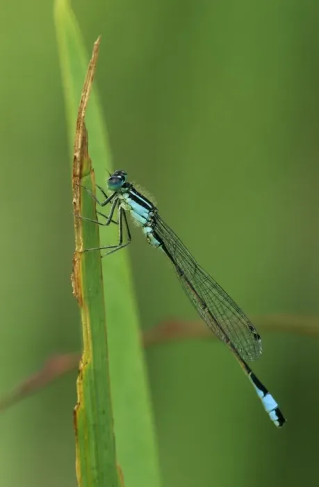 Framed Print : Emerald Damselfly (Lestes sponsa) - UK Framed Print : Emerald Damselfly (Lestes sponsa) - UK