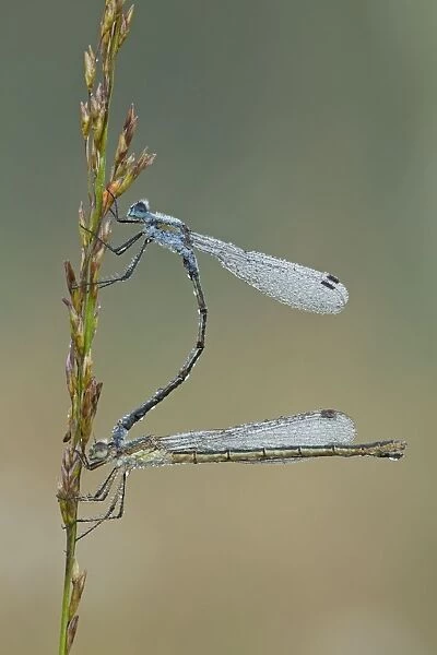 Emerald Damselfly - paired up and resting on grass head and covered in early morning dew - September - Cannock Chase - Staffordshire - England