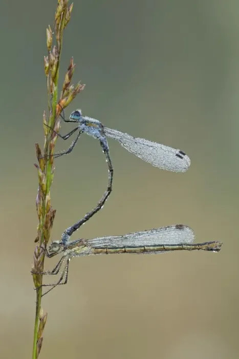 Framed Print : Emerald Damselfly - paired up and resting on grass head and covered in early morning dew - September - Cannock Chase - Staffordshire - England Framed Print : Emerald Damselfly - paired up and resting on grass head and covered in early morning dew - September - Cannock Chase - Staffordshire - England
