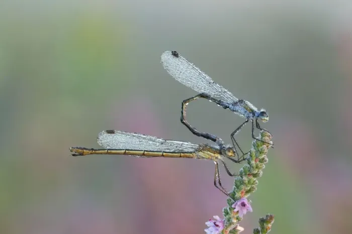 Framed Print : Emerald Damselfly - paired up and resting on Heather covered in early morning dew - September - Cannock Chase - Staffordshire - England Framed Print : Emerald Damselfly - paired up and resting on Heather covered in early morning dew - September - Cannock Chase - Staffordshire - England