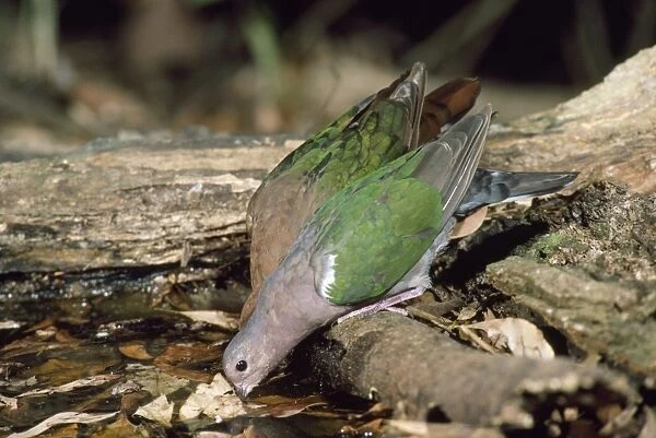 Emerald Dove - pair, male in front. Queensland, Australia
