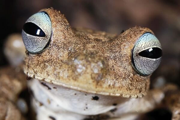 Emerald-eyed Treefrog  /  Rattle-voiced Treefrog - Departamento Cauca, Colombia