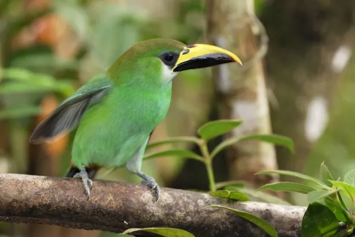 Framed Print : Emerald Toucanet Belize Framed Print : Emerald Toucanet Belize