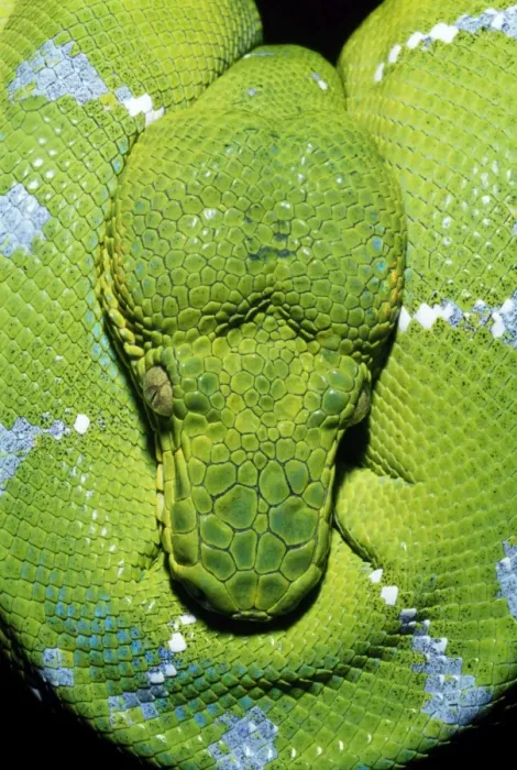 Framed Print : Emerald Tree Boa Amazon basin, Brazil Framed Print : Emerald Tree Boa Amazon basin, Brazil