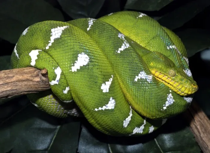 Framed Print : Emerald Tree Boa - Amazon forests
