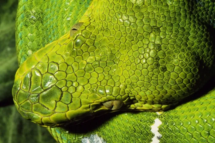 Framed Print : Emerald Tree Boa South America Framed Print : Emerald Tree Boa South America