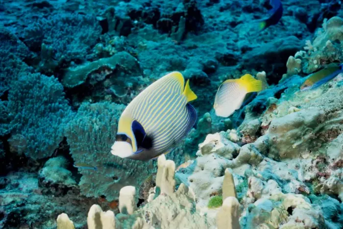 Framed Print : Emperor angelfish (Pomacanthus imperator). Similan Islands, Andaman Sea, Thailand Framed Print : Emperor angelfish (Pomacanthus imperator). Similan Islands, Andaman Sea, Thailand
