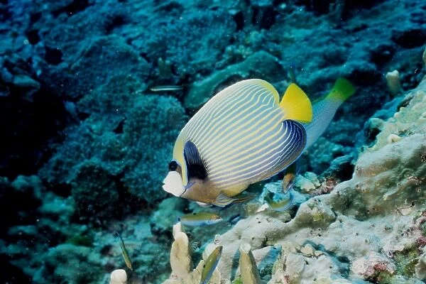 Emperor angelfish (Pomacanthus imperator). Similan Islands, Andaman Sea, Thailand
