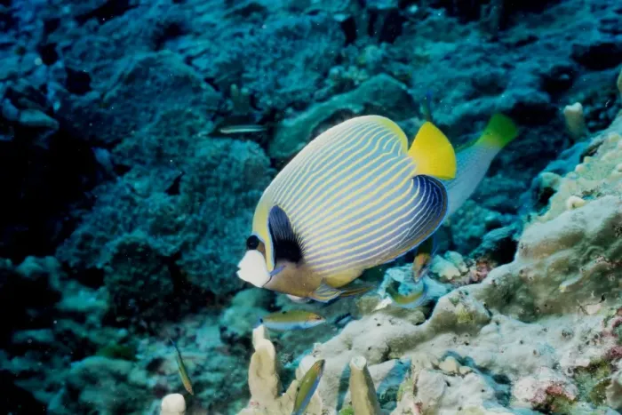 Framed Print : Emperor angelfish (Pomacanthus imperator). Similan Islands, Andaman Sea, Thailand Framed Print : Emperor angelfish (Pomacanthus imperator). Similan Islands, Andaman Sea, Thailand