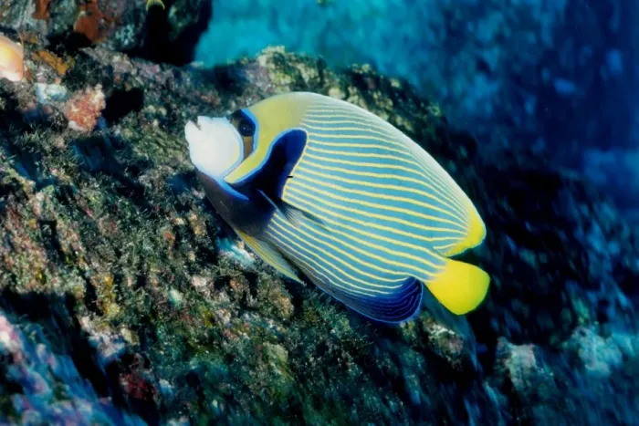 Framed Print : Emperor angelfish (Pomacanthus imperator). Similan Islands, Andaman Sea, Thailand Framed Print : Emperor angelfish (Pomacanthus imperator). Similan Islands, Andaman Sea, Thailand