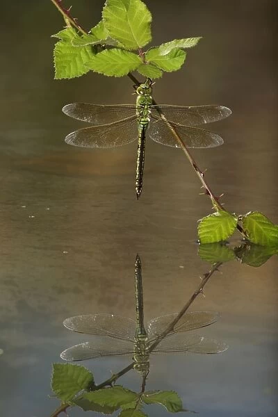 Emperor Dragonfly - female on bramble with reflection - Bedfordshire UK 7672