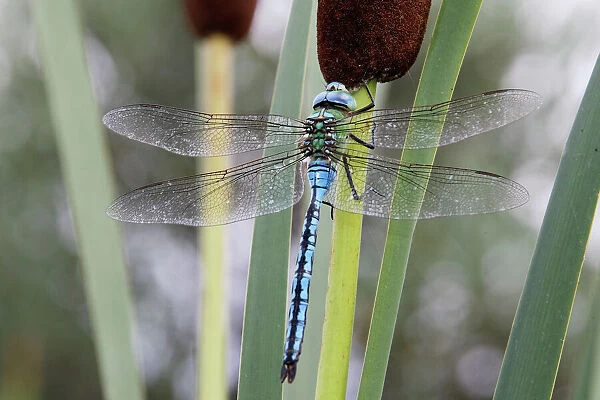Emperor Dragonfly. France